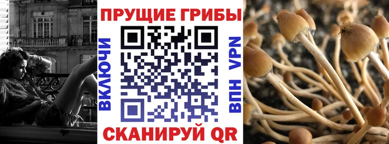 Галлюциногенные грибы Psilocybe  Никольское 